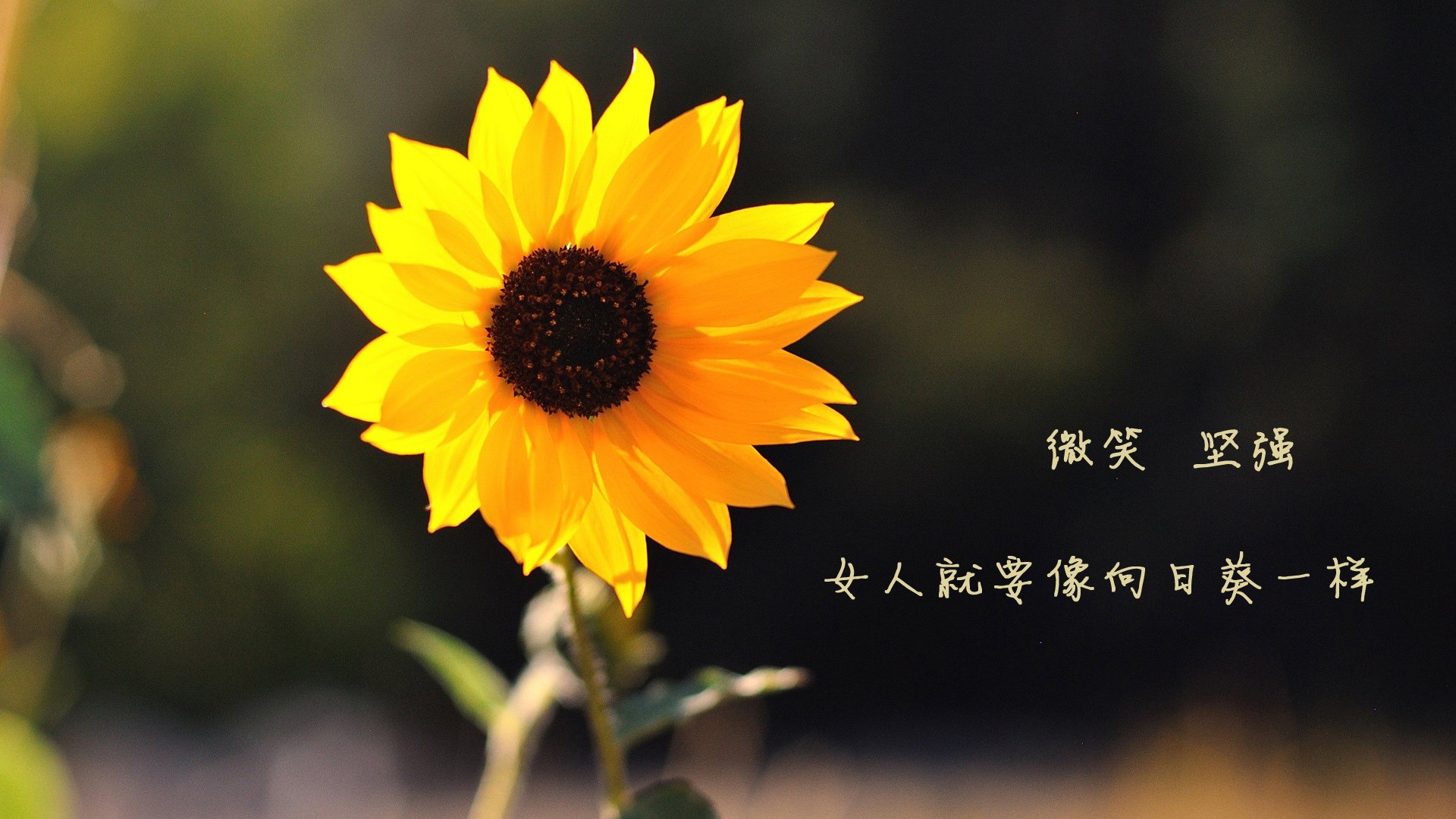 波尔图在葡萄牙杯决赛中加时2-1击败葡萄牙体育，成功卫冕。，波尔图夺欧冠