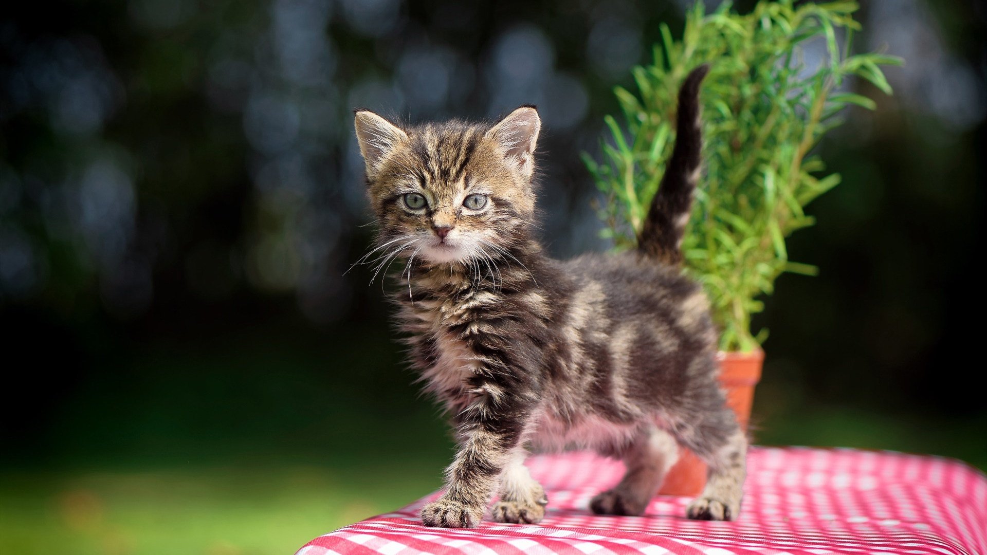 体育医疗机构设立心理支持联合门诊,体育医疗机构设立心理支持联合门诊