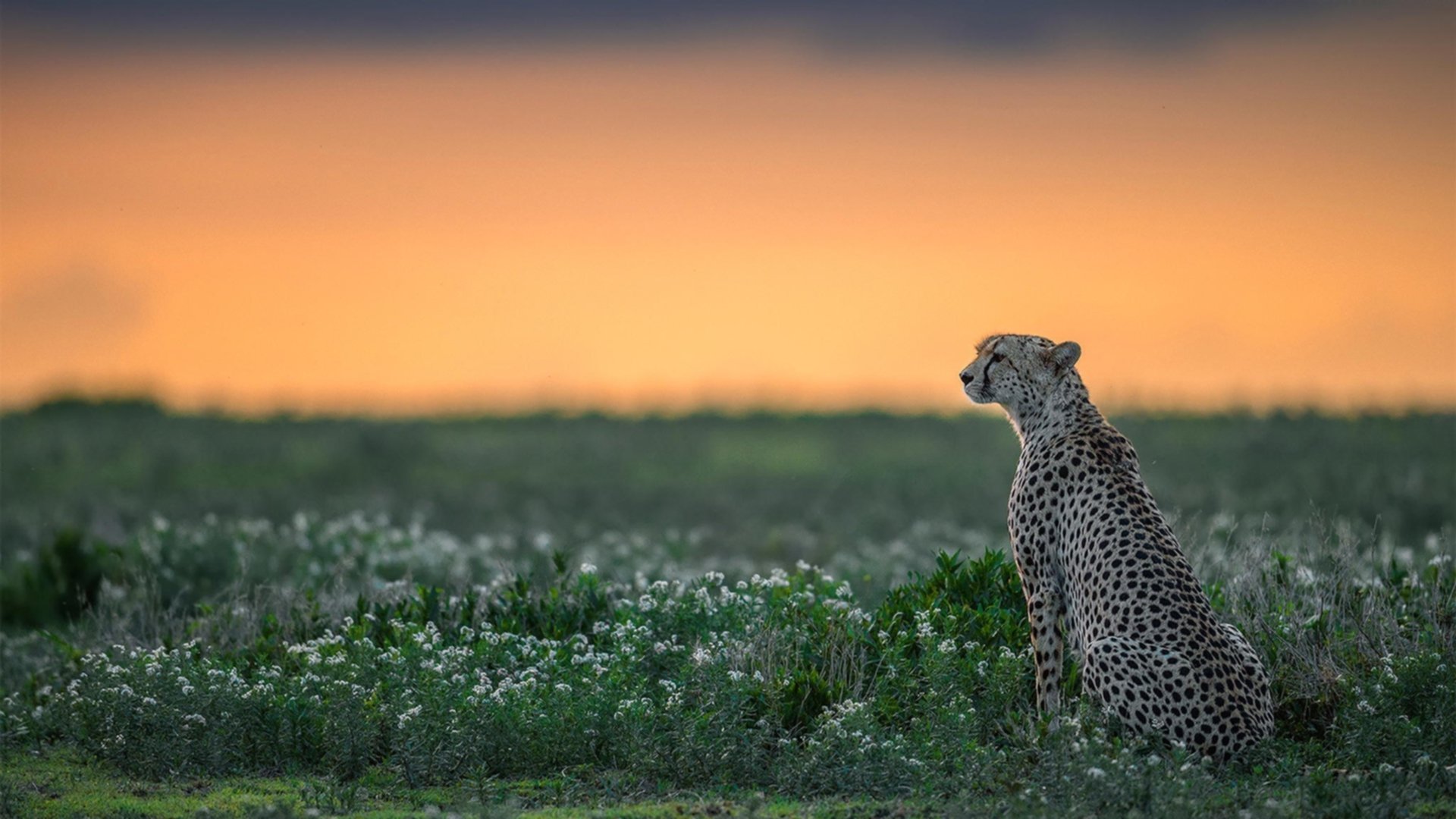 世界杯传奇瞬间:经典 replay 不可错过,世界杯片段