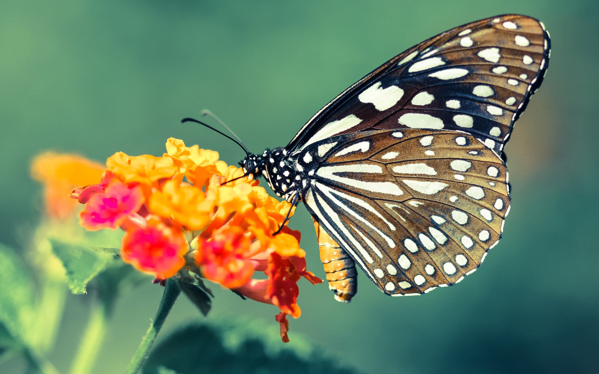 奥运预选赛在即中国男篮全力备战争取出线资格,奥运男篮预选赛规则