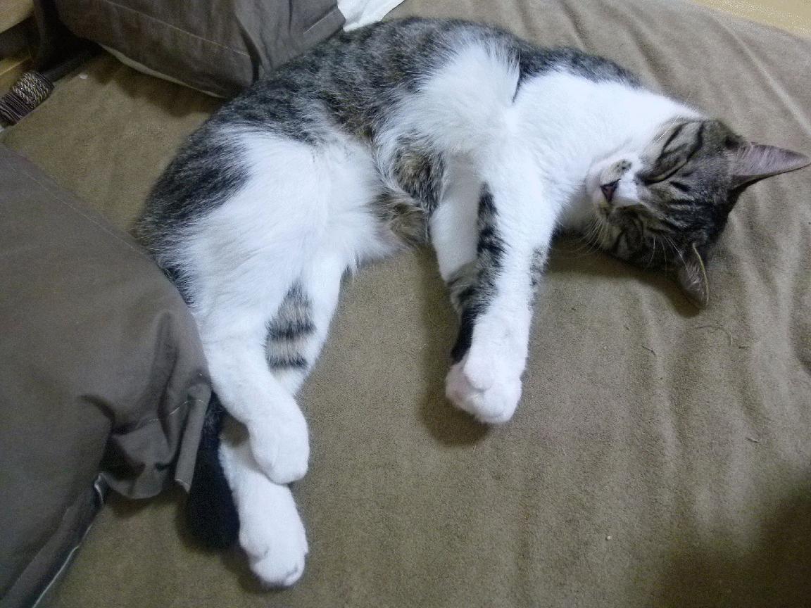 西甲最佳瞬间:精妙进球引爆全场,西甲精彩进球